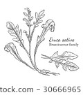 Ink eruca sativa hand drawn sketch 30666965
