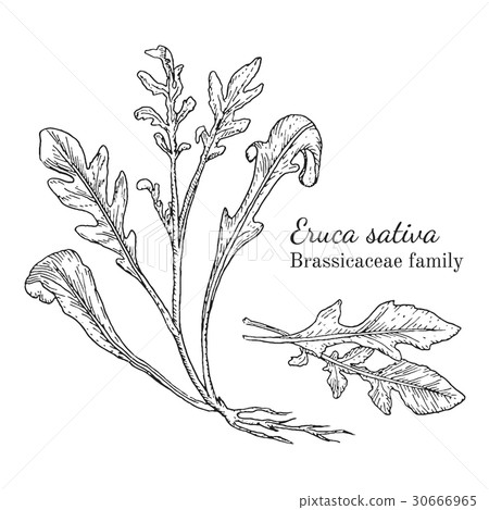 Ink eruca sativa hand drawn sketch 30666965