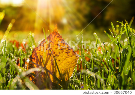 autumn leaves on grass 30667040