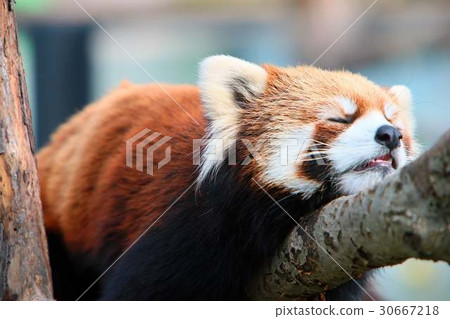 Redress Panda Hokuto Redress Panda Hokuto 30667218