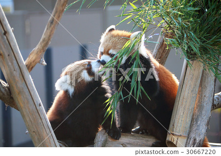 Lesser panda parent and child 30667220