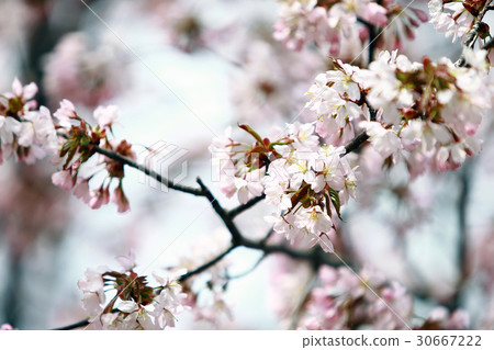 Yaeyama cherry tree 30667222