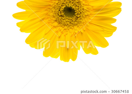 Yellow Gerbera Yellow Gerbera 30667458