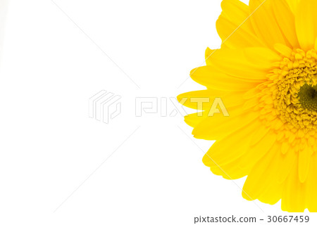 Yellow Gerbera Yellow Gerbera 30667459