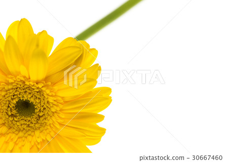 Yellow Gerbera Yellow Gerbera 30667460