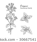 Ink oregano sativa hand drawn sketch 30667541