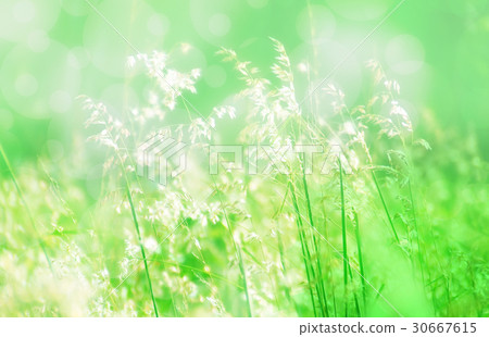 grass flower soft focus spring background grass flower soft focus spring background 30667615