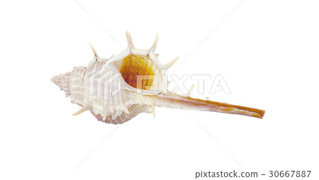shells isolated on white background shells isolated on white background 30667887