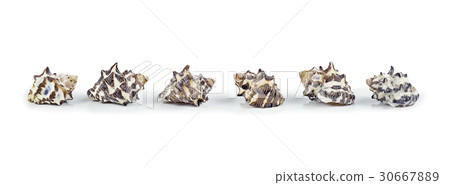 shells isolated on white background shells isolated on white background 30667889
