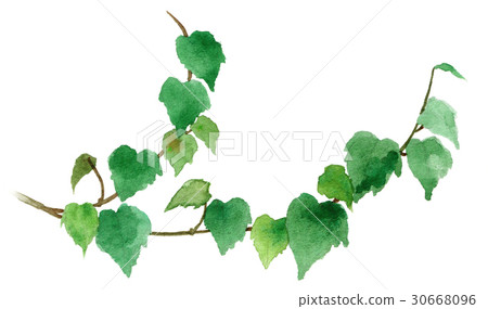 室內植物常春藤 室內植物常春藤 30668096