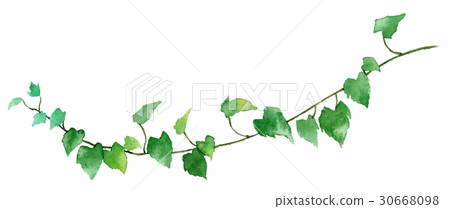 室內植物常春藤 30668098