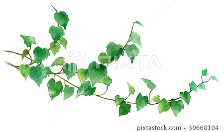 室內植物常春藤 30668104