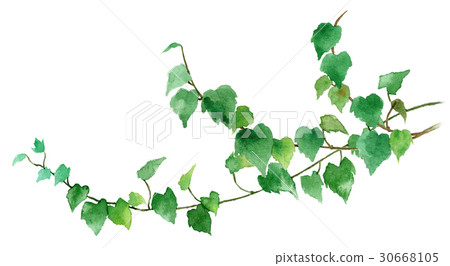 室內植物常春藤 30668105