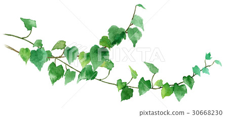 室內植物常春藤 30668230