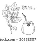 Ink yerba mate hand drawn sketch 30668557