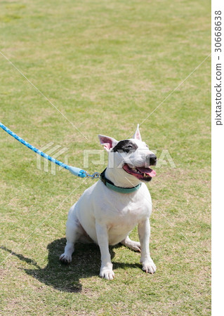 Bull Terrier I Punch Bull Terrier I Punch 30668638