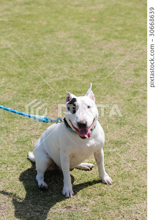 Bull Terrier I Punch Bull Terrier I Punch 30668639