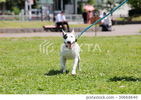 鬥牛犬我打孔 30668640