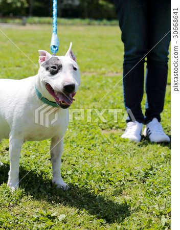 鬥牛犬我打孔 30668641