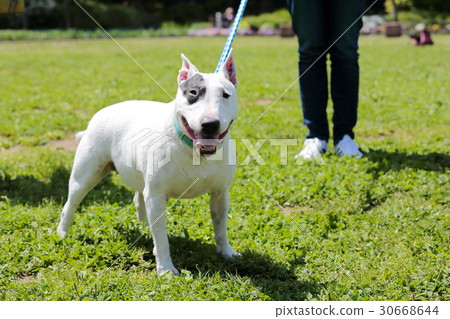 鬥牛犬我打孔 30668644