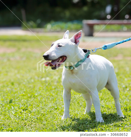Bull Terrier I Punch Bull Terrier I Punch 30668652