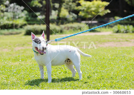 Bull Terrier I Punch Bull Terrier I Punch 30668653