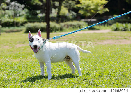 Bull Terrier I Punch Bull Terrier I Punch 30668654