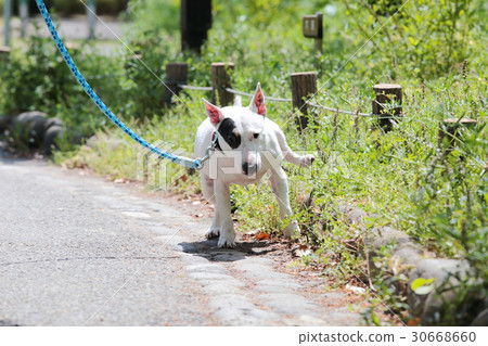 Bull Terrier I Punch 30668660