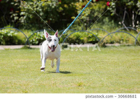 Bull Terrier I Punch Bull Terrier I Punch 30668681