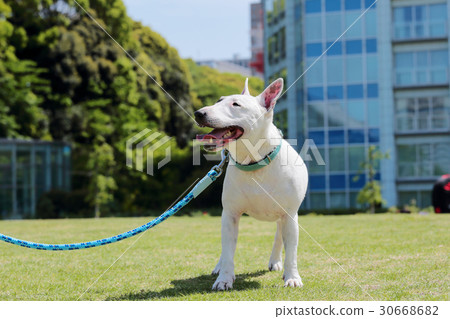 Bull Terrier I Punch Bull Terrier I Punch 30668682