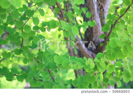 Leaf of fresh green park wigs Leaf of fresh green park wigs 30668803