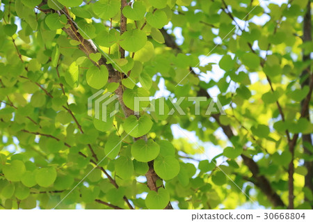 新鮮的綠色公園假髮葉子 新鮮的綠色公園假髮葉子 30668804
