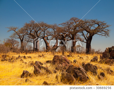 Baobab Paradise near Savuti 30669256