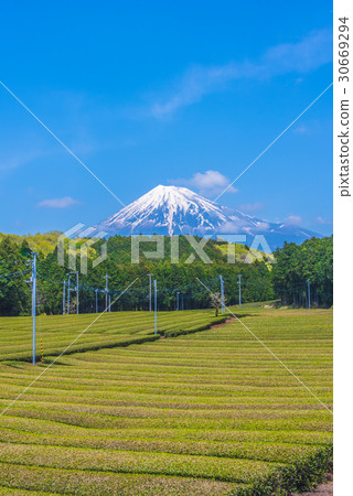 Shizuoka tea field and Mt. Fuji 30669294