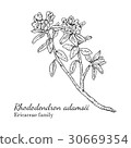 Ink rhododendron adamsii hand drawn sketch 30669354