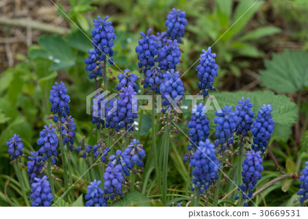 葡萄 葡萄 30669531