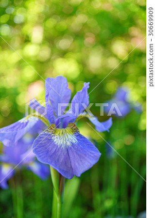 清除花形虹膜 清除花形虹膜 30669909