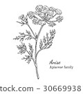 Ink anise hand drawn sketch 30669938