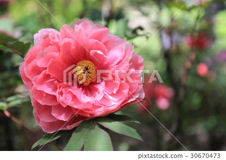 Peony flowers (Seven Lucky Gods) 30670473