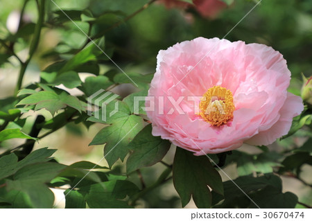 牡丹花(大阪) 牡丹花(大阪) 30670474