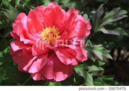 牡丹花（100朵） 30670476