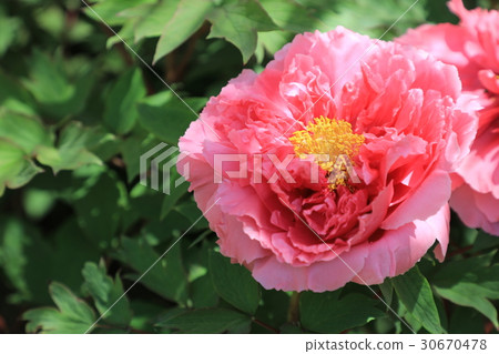 Peony flower (Kao) Peony flower (Kao) 30670478