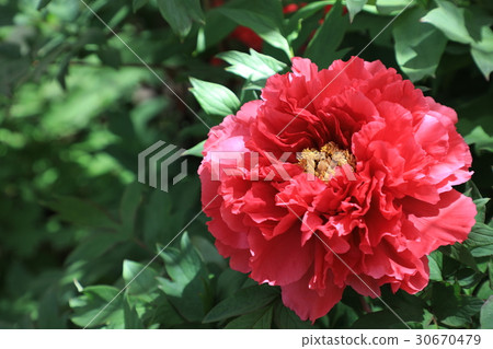 Peony flower (Kao) 30670479