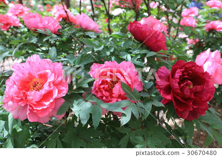 牡丹花（Daihime的舞蹈） 30670480