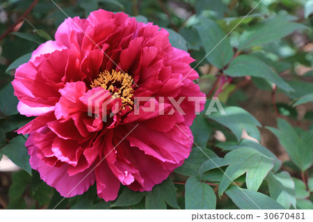 Peony flower (New Country color) Peony flower (New Country color) 30670481