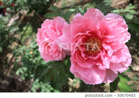 牡丹花（花球） 30670485