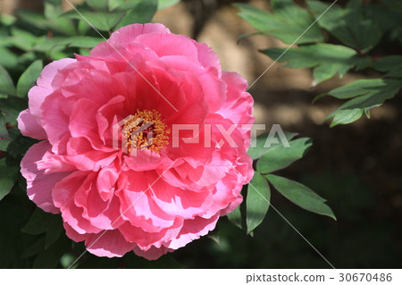 牡丹花（Daihime的舞蹈） 30670486