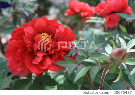 牡丹花（平成紅） 30670487