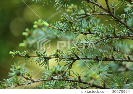Atlas Cedarwood 30670994