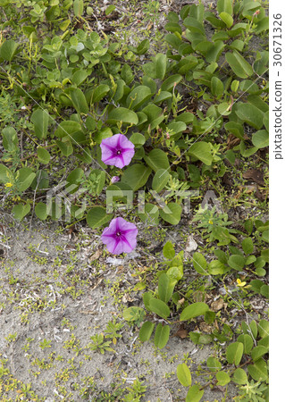 Gumba Hirugao Gumba Hirugao 30671326